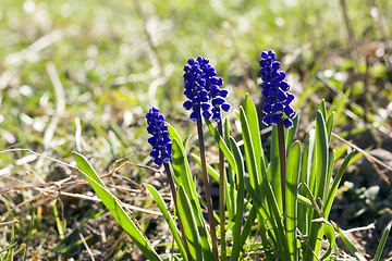 Image showing little blue flowers