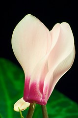 Image showing Cyclamen