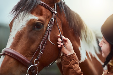 Image showing Horse, prepare and face of a racing animal outdoor with woman hand ready to start training. Horses, countryside and pet of a female person holding onto rein for riding and equestrian sport exercise