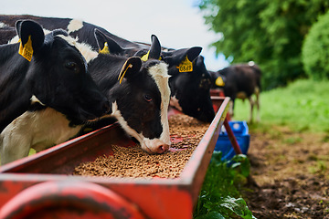 Image showing Sustainable, agriculture and cows eating on a farm for health, wellness and dairy supply. Industry, farming and cattle feeding outdoor in eco friendly, nature or livestock environment in countryside.