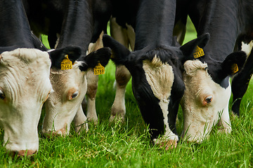 Image showing Sustainability, farm and cows eating grass for agriculture health, wellness and dairy supply. Industry, farming and cattle feeding outdoor on field in eco friendly nature environment in countryside.