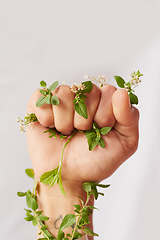 Image showing Woman hand, nature and fist with leaves for eco warrior, fight and revolution for sustainability protest. White background, studio and person with leaf and green plant in hands for environment rally