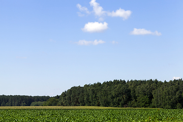 Image showing landscape with sky