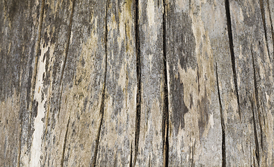 Image showing abstract wooden surface