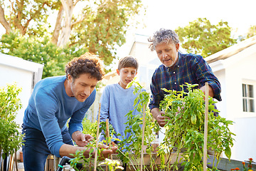 Image showing Family working in garden in backyard fo sustainability, grandfather, father and kid in nature with plants. Bonding, love and care with men and boy outdoor with green leaves and gardening at home