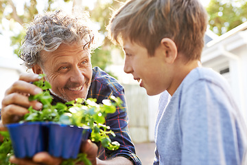 Image showing Elderly man planting herbs with a child in garden for agriculture, sustainability or gardening. Nature, bonding and senior male person checking plants and teaching a boy kid in the backyard at home.