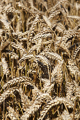 Image showing field of wheat cereal crop