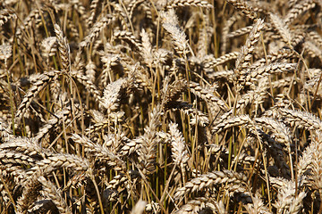 Image showing field of wheat cereal crop