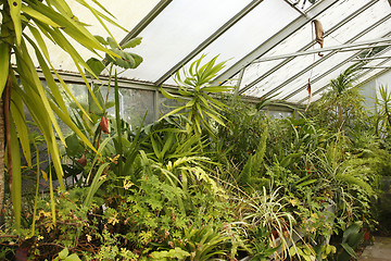 Image showing greenhouse interior