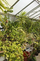 Image showing greenhouse interior 