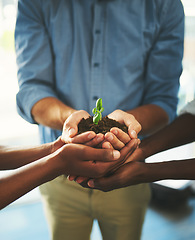 Image showing Plant, sustainability and growth with hands of business people for teamwork, earth or environment. Collaboration, support and investment with employees and soil for future, partnership or community