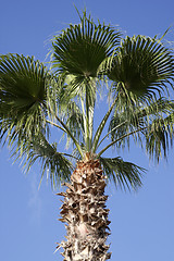 Image showing top of a palm tree 