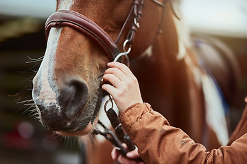 Image showing Horse, hand prepare and nose of a racing animal outdoor with woman ready to start training. Horses, countryside and pet of a female person holding onto rein for riding and equestrian sport exercise