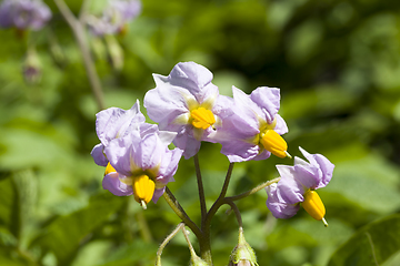 Image showing purple potato flower