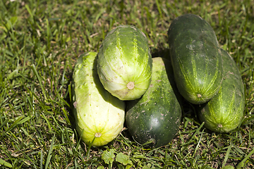 Image showing green cucumbers