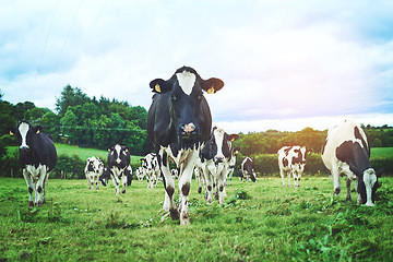 Image showing Nature, farm and group of cows walking and eating grass in agriculture, sustainable and agro field. Ranch, livestock and cattle animals in dairy, eco friendly and farming environment in countryside.