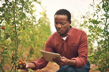 Image showing Black man, tablet and tomato farming with agriculture and farmer check crops with nature, harvest and inspection. Male person on farm, vegetable plant and sustainability, growth and quality assurance