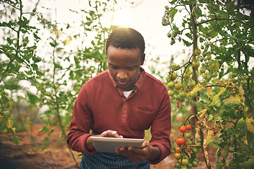 Image showing Black man, tablet and farmer check on tomato crops with agriculture and inspection with nature and harvest. Male person on farm, vegetable farming and sustainability, growth and quality assurance