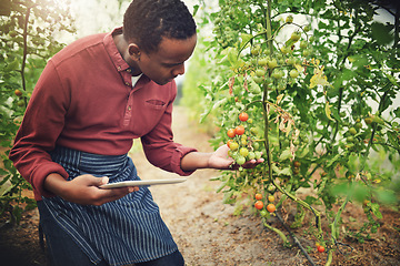 Image showing Black man, tablet and tomato farming, inspection with agriculture and farmer check crops with nature and harvest. Male person on farm, vegetable plant and sustainability, growth and quality assurance