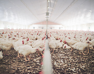 Image showing Farm, chicken factory and feed in barn or warehouse, agriculture and industrial meat farming or sustainability. Animals, birds and chickens indoor or poultry business, food industry and grain