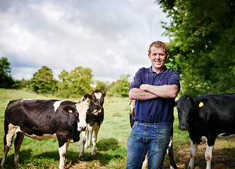 Image showing Portrait, agriculture and cows with a man on a dairy farm outdoor in summer for natural sustainability. Confident, milk or meat farming and a young male farmer standing on an open field or meadow