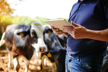 Image showing Hands, farmer and man with a tablet, farm and connection with checklist, update inventory and animals. Closeup, male person or business owner with technology, cows and sustainability with agriculture