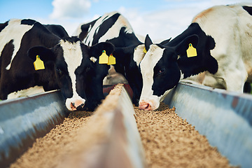 Image showing Cows eating, farming and cattle on a dairy farm for agriculture, growth and food production. Nature, eat and a herd of hungry animals with feed in the countryside for livestock lifestyle and industry