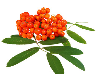 Image showing Red rowan