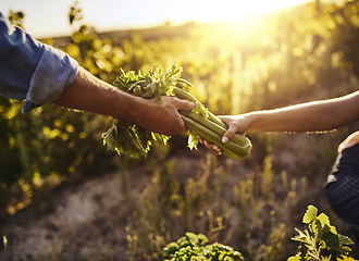 Image showing Vegetables, harvest and hands on a farm and garden with sustainability and eco friendly produce. Green gardening, countryside and sustainable project of people working together outdoor in nature