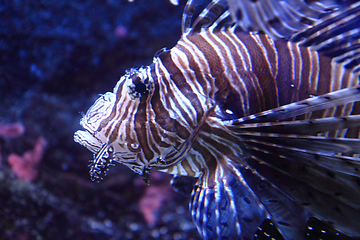 Image showing lionfish in the sea water