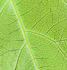 Image showing green leaf background