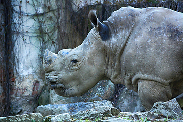 Image showing wild rhino animal