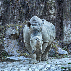 Image showing rhino