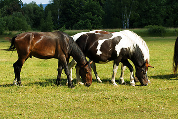 Image showing Horses