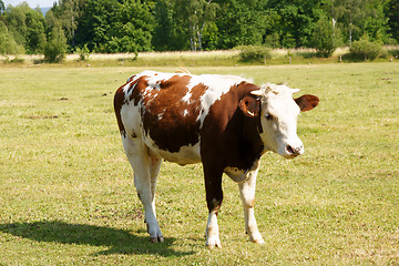 Image showing Brown and white cow