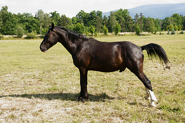 Image showing Horse