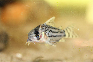 Image showing Bands-catfish    (Corydoras schwartzi)