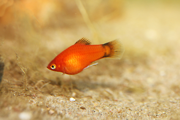 Image showing Platy   (Xiphophorus maculatus)