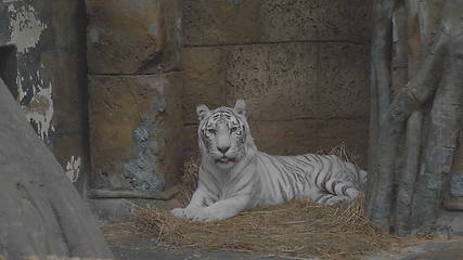 Image showing Tiger albino lies, a white Amur rare species