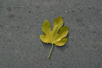 Image showing Autumn leaf