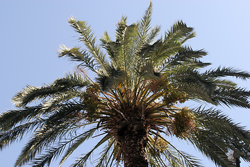 Image showing Palm tree and blue sky