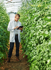 Image showing Scientist, farm and digital tablet for research with plants or ecology for agro and agriculture. Expert, science and growth for farming in a greenhouse for analysis of the environment with plant.