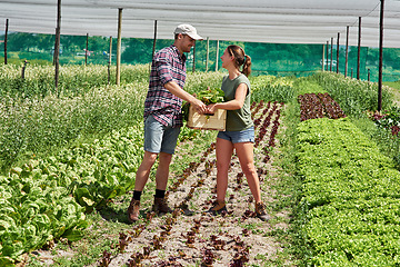 Image showing Teamwork, agriculture and people in a greenhouse on a farm working together for sustainability during harvest. Food, spring or environment with a farmer man and woman carrying vegetables or produce