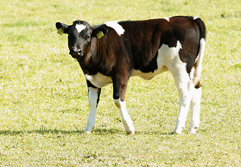 Image showing Cow