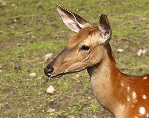 Image showing Roe deer