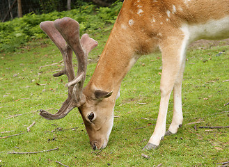 Image showing Deer