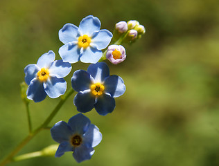 Image showing forget-me-not