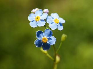 Image showing forget-me-not