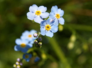 Image showing forget-me-not