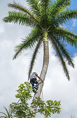 Image showing Adult male climbs coconut tree to get coco nuts